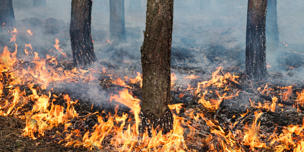 Naturbrande sætter rekord i Europa
