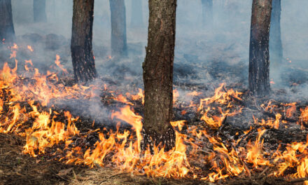 Naturbrande sætter rekord i Europa