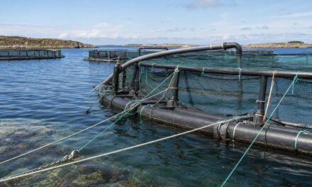 Kvælstoftilførsel fra fiskeopdræt kun 1,6 procent