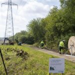 Flagermus kan forsinke milliardprojekt for elnettet