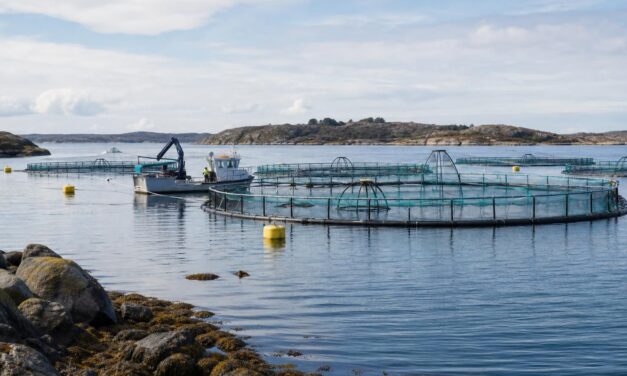 EU skal øge marine fødevareproduktion – Danmark bør handle